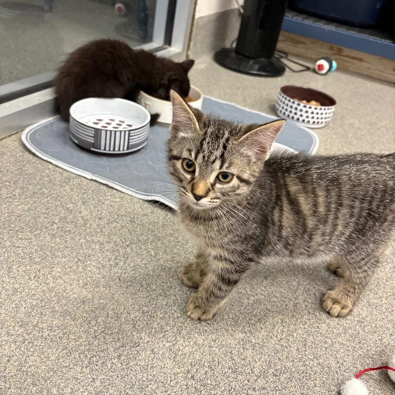 A baby small-sized male Brown / Chocolate Domestic Medium Hair cat named Pavement for adoption in Brockton, MA