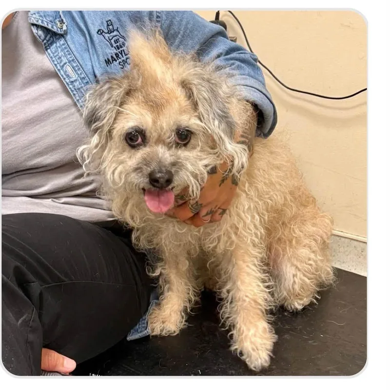 A senior small-sized female Apricot / Beige Shih Tzu dog named Koala aka KOKO for adoption in Rockville, MD