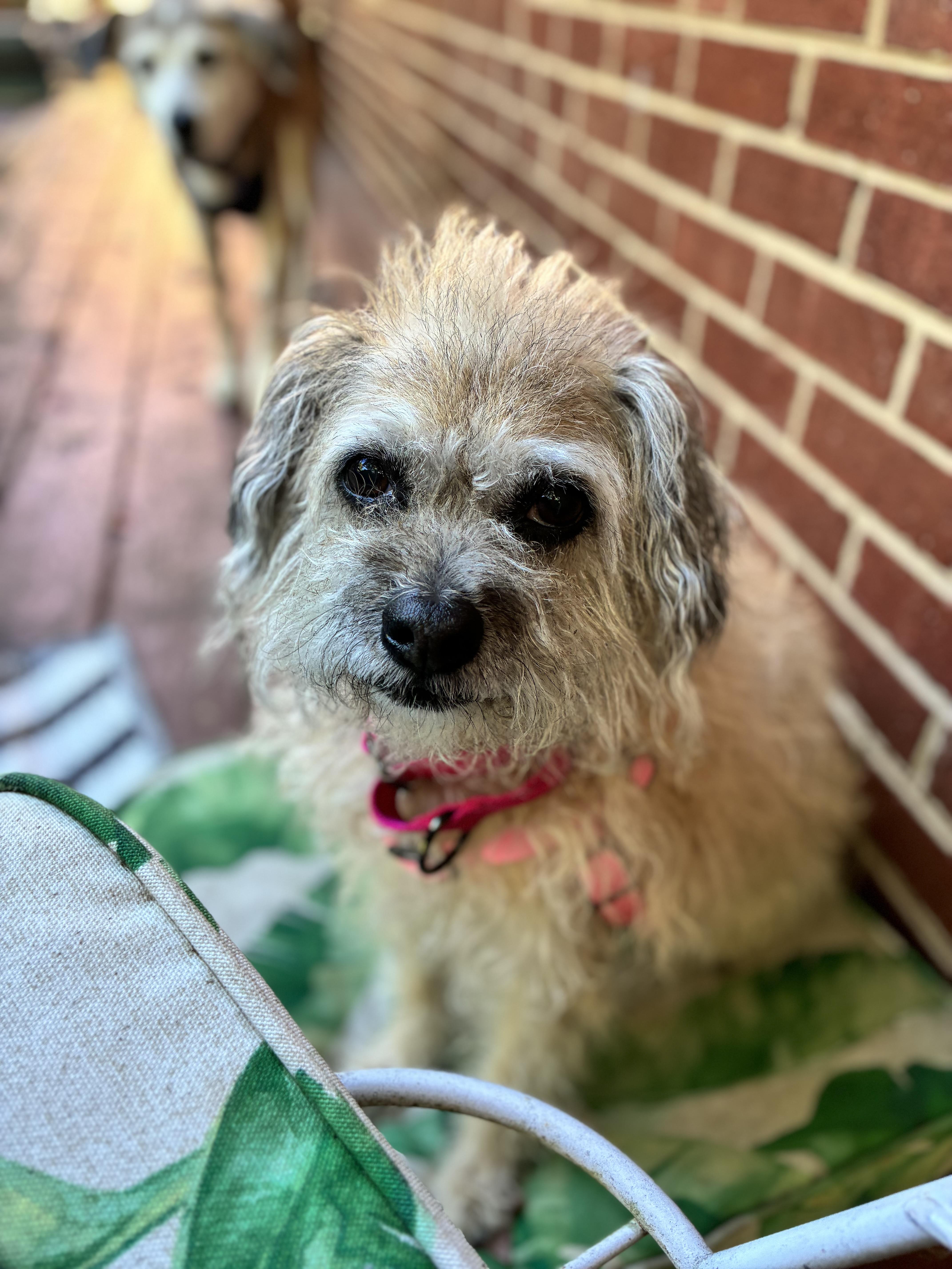 Koala aka KOKO thumbnail 2