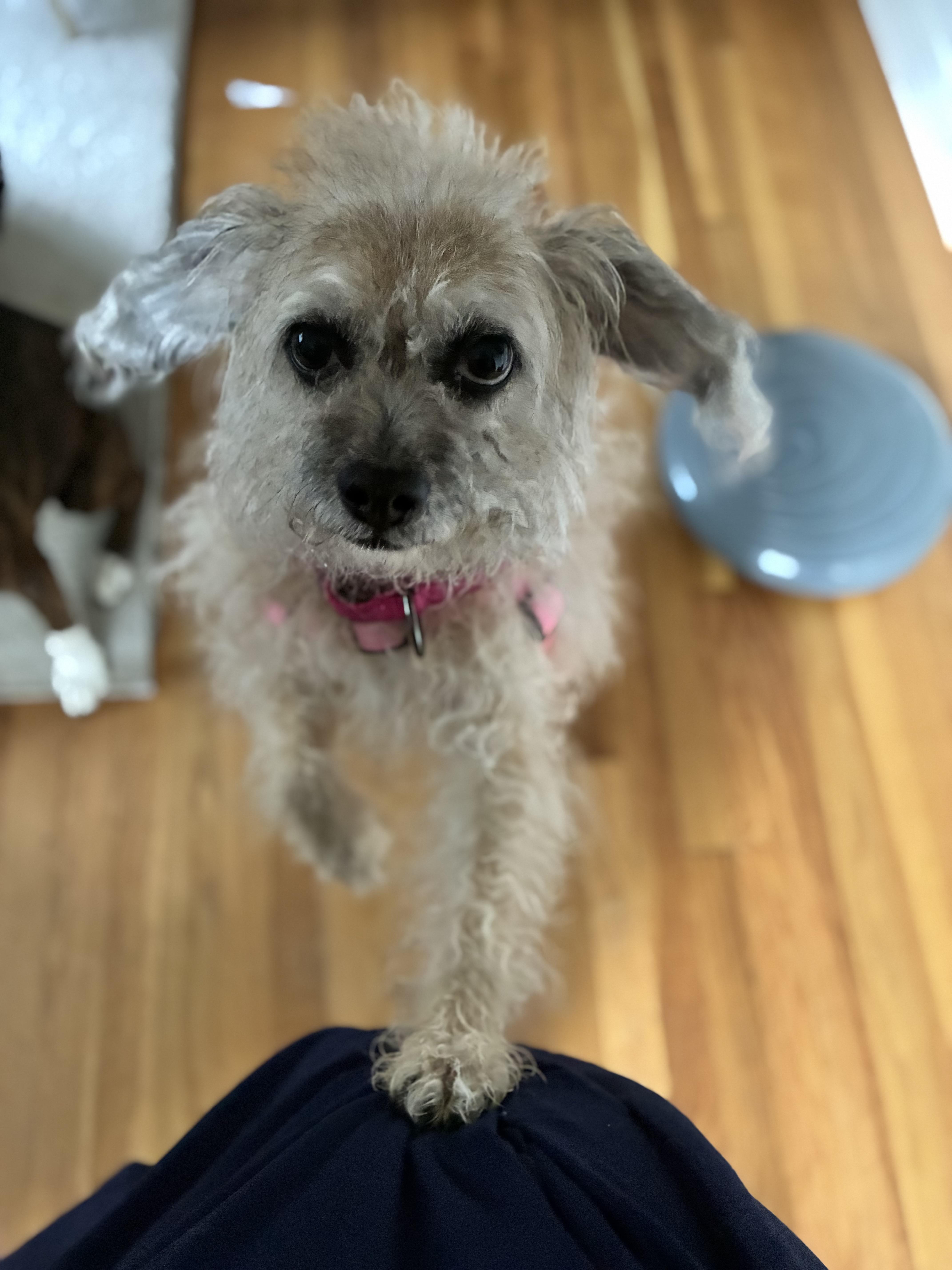 Koala aka KOKO thumbnail 3