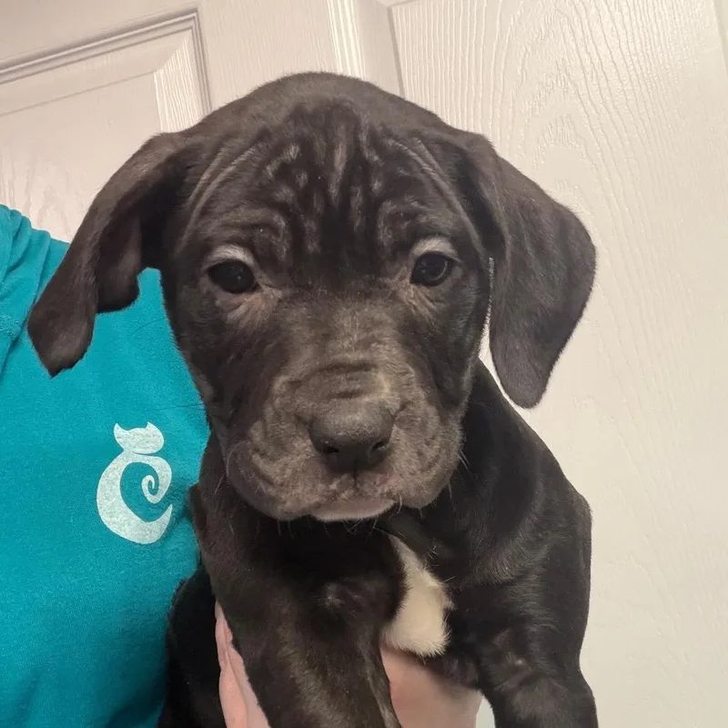 A baby medium-sized female Black Mixed Breed dog named Presley for adoption in DeKalb, IL