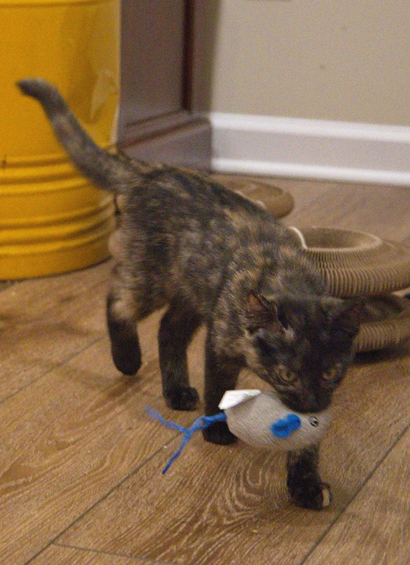 A young medium-sized female Domestic Short Hair cat named Mary for adoption in Nashville, TN
