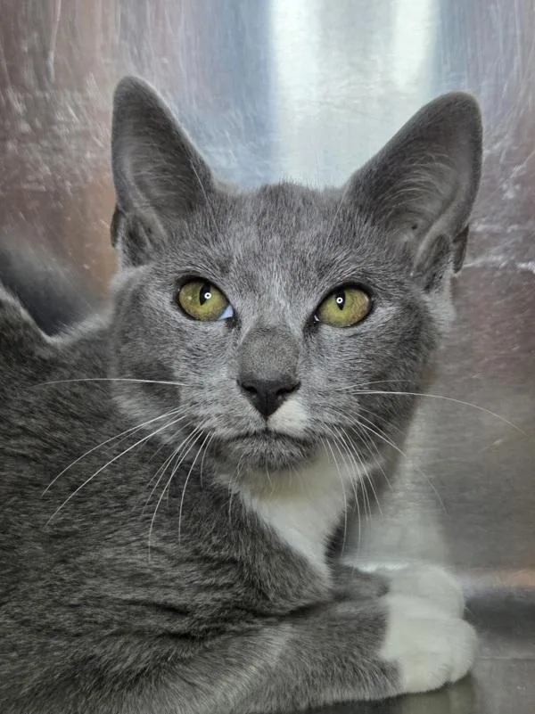 A baby medium-sized female Domestic Short Hair cat named Ghoul for adoption in Millersville, MD