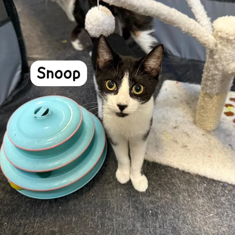 A young medium-sized male Tuxedo cat named Snoop for adoption in Spring Lake, NJ