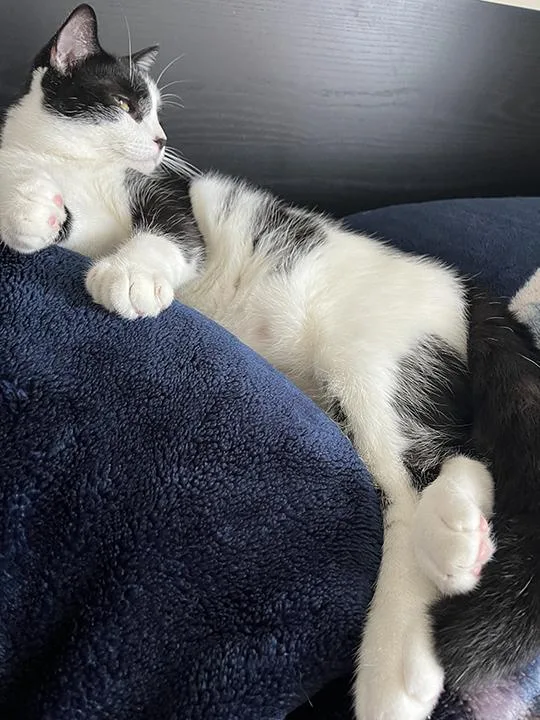 Leonhard thumbnail 2