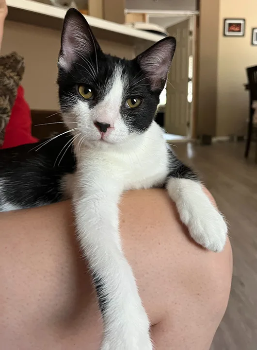 Leonhard thumbnail 3