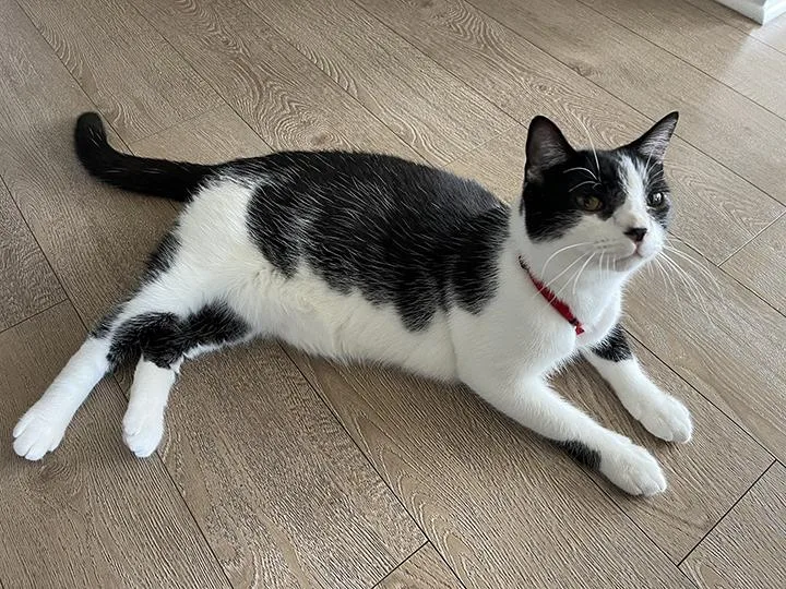 Leonhard thumbnail 4