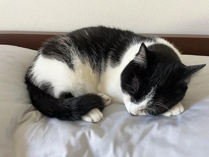 Leonhard thumbnail 5