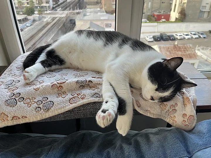 Leonhard thumbnail 6