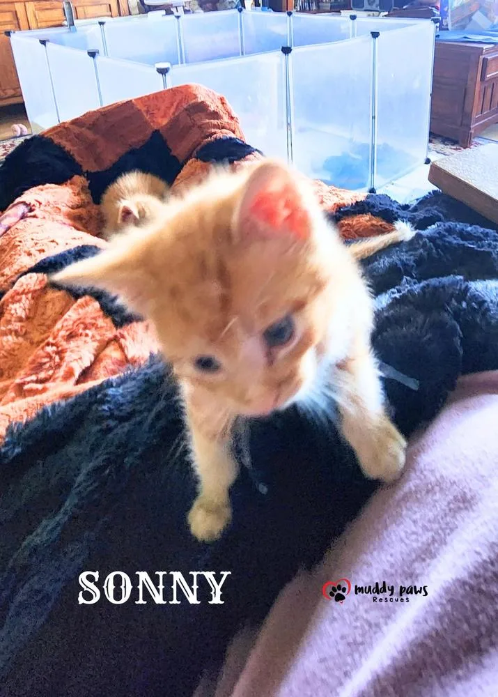 A baby small-sized male Domestic Short Hair cat named Farm Boys: Sonny for adoption in Council Bluffs, IA
