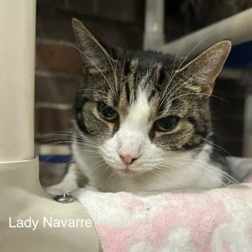 An adult medium-sized female Tabby (Brown / Chocolate) Domestic Short Hair cat named Lady for adoption in Tipp City, OH