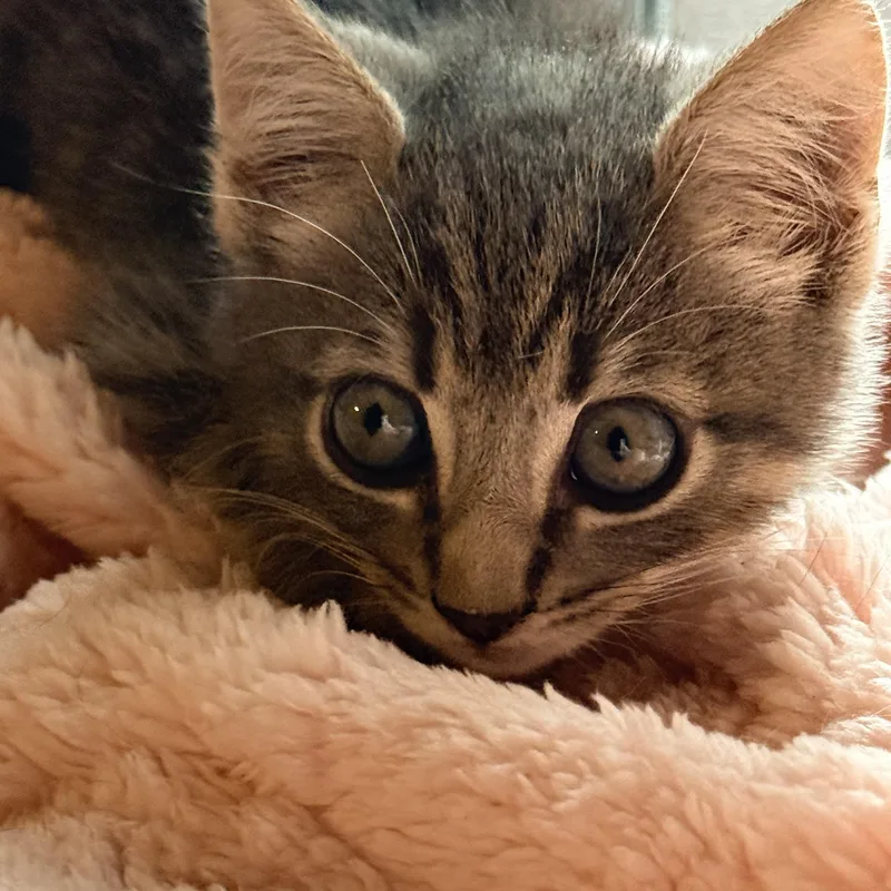Lily thumbnail 2
