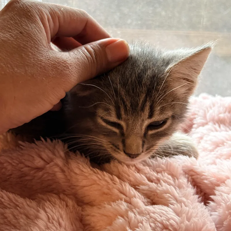 Lily thumbnail 3