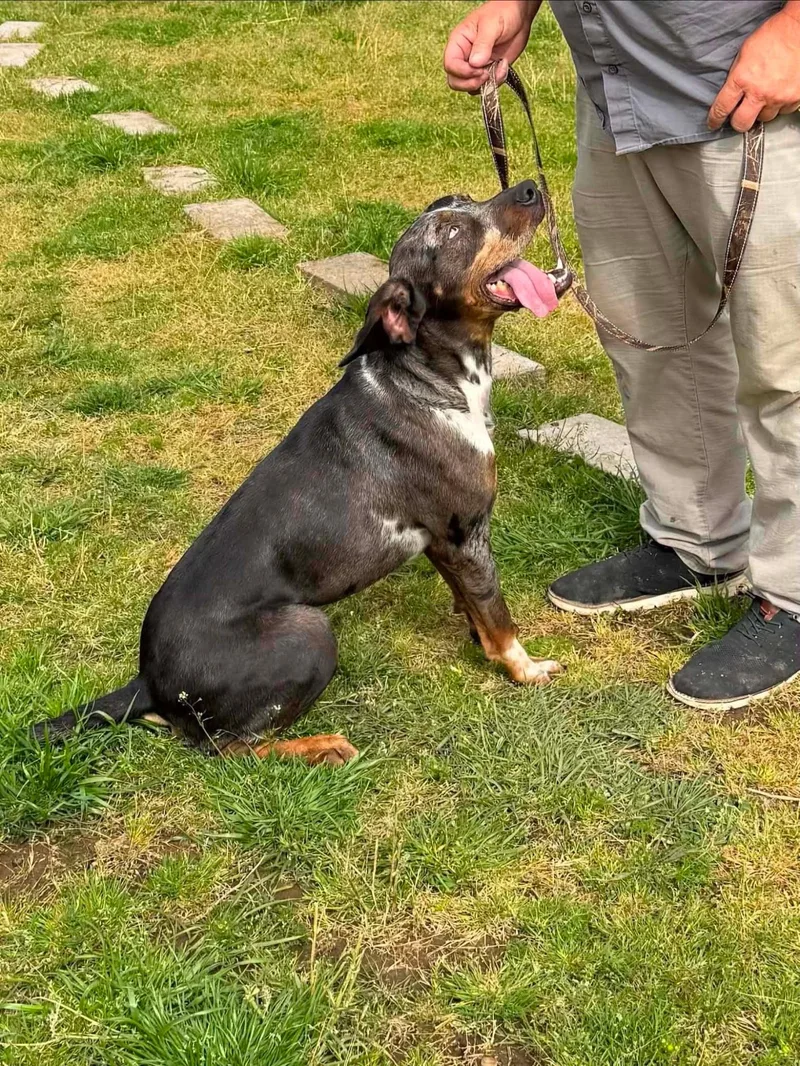 A young medium-sized male Catahoula Leopard Dog dog named Garrius  Jj for adoption in Roundup, MT
