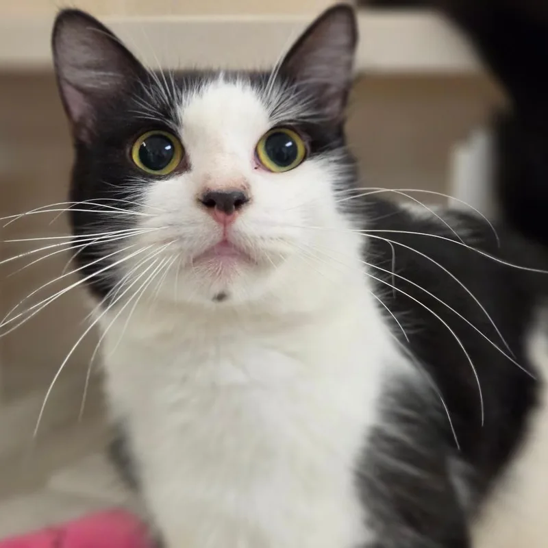 An adult medium-sized male Domestic Medium Hair cat named Louie for adoption in Sarasota, FL