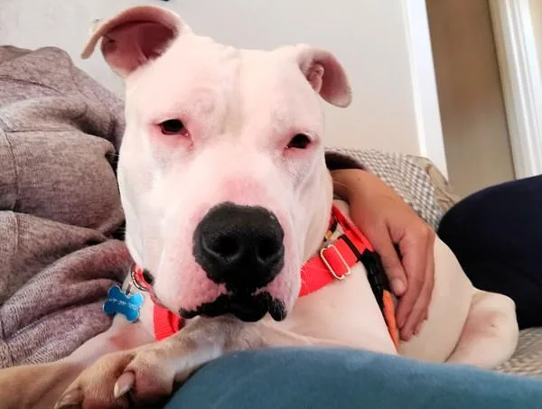A young medium-sized male Pit Bull Terrier dog named Xavier for adoption in San Diego, CA
