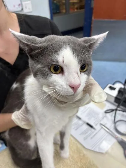A young medium-sized male Gray & White Domestic Short Hair cat named Earl Gray for adoption in Charleston, SC