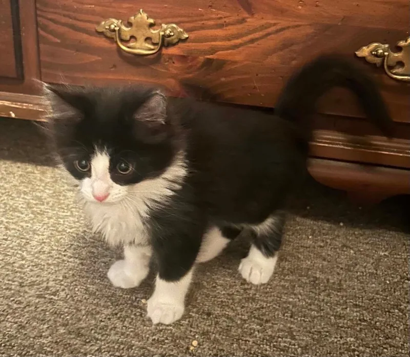 A baby medium-sized male Domestic Long Hair cat named Frisky for adoption in Gorham, ME