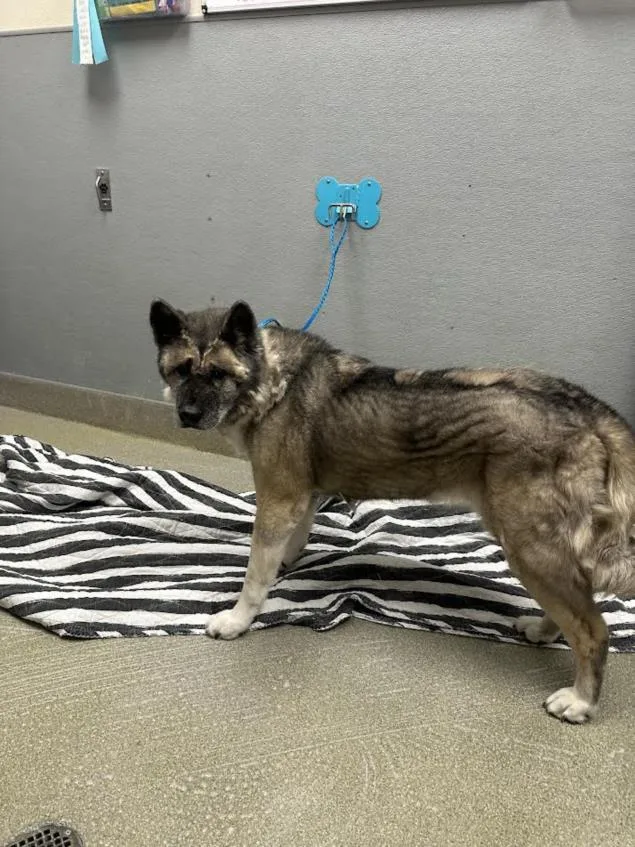 A senior large-sized female Akita dog named Lady for adoption in Las Vegas, NV