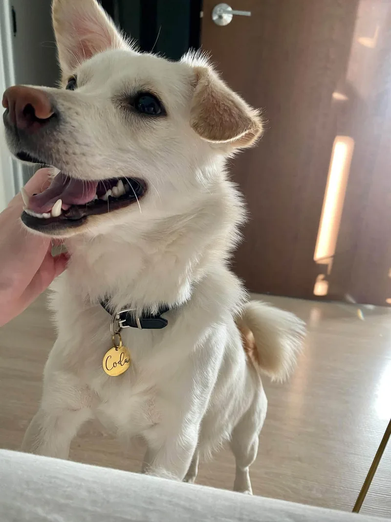 An adult medium-sized female Corgi dog named Coda for adoption in Union Grove, WI
