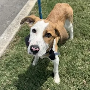 A young medium-sized female Yellow / Tan / Blond / Fawn Mixed Breed dog named Jelly Bean for adoption in Converse, TX