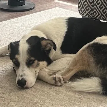 An adult large-sized male White / Cream Border Collie dog named Kobe for adoption in Silver Spring, MD