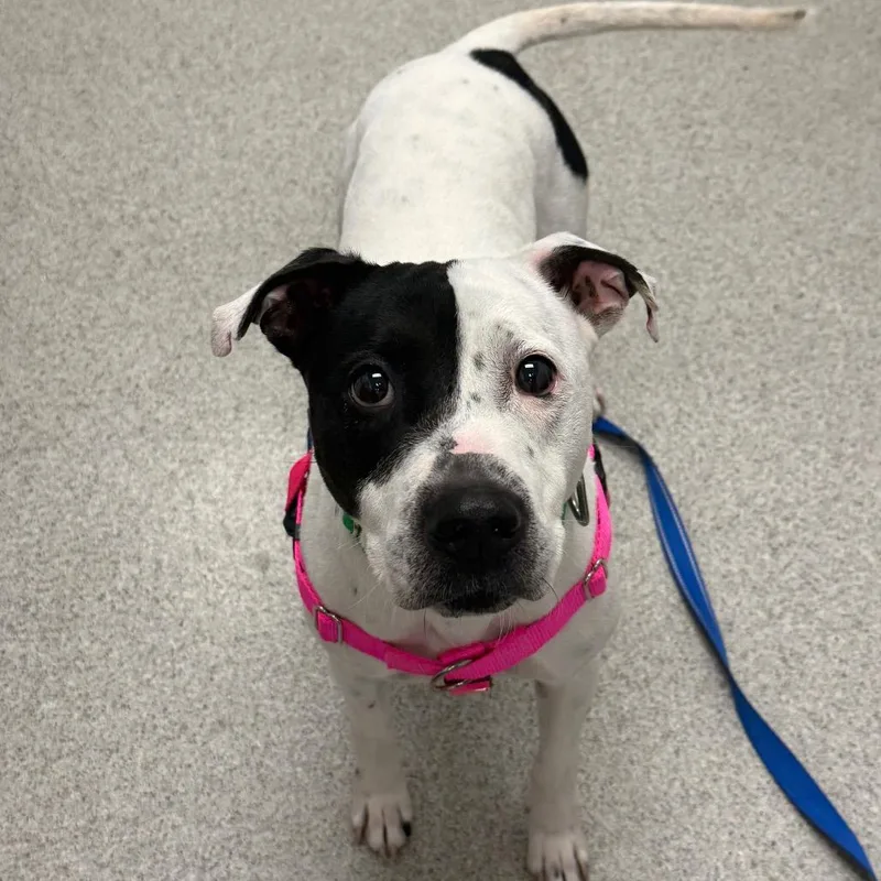 An adult medium-sized male White / Cream Mixed Breed dog named Sampson for adoption in Naperville, IL