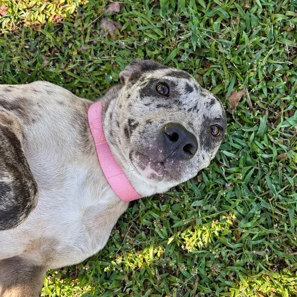 A young medium-sized female Merle (Blue) Pit Bull Terrier dog named ChipsAHoy for adoption in Valdosta, GA