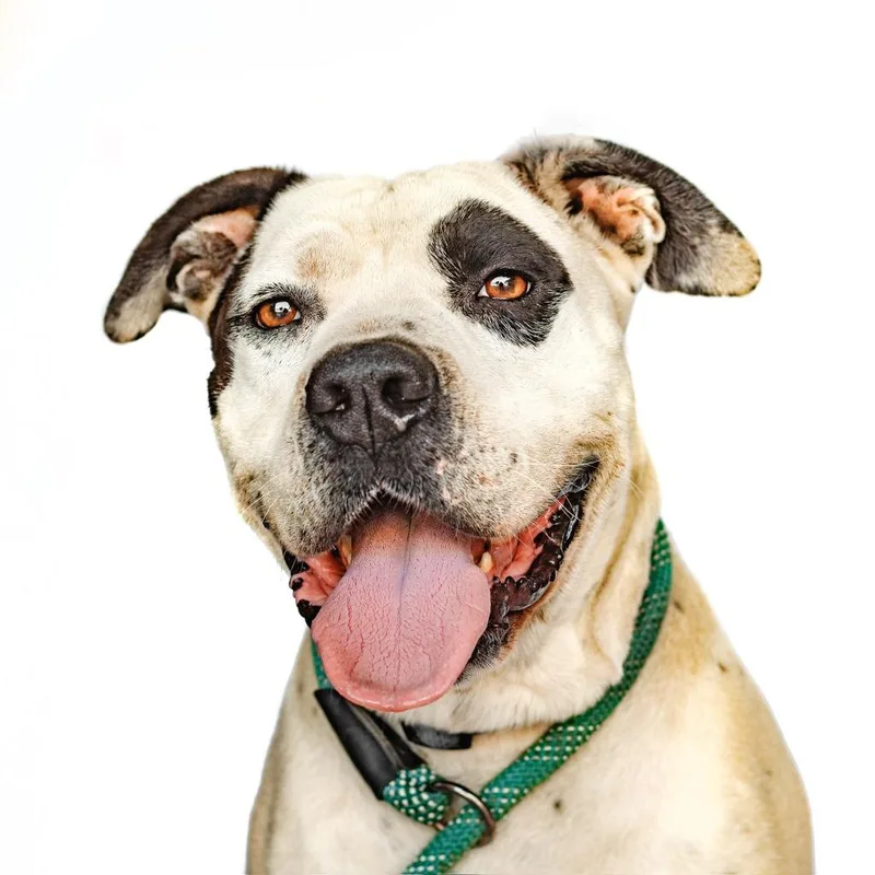 An adult large-sized male Pit Bull Terrier dog named Freedom for adoption in Tehachapi, CA