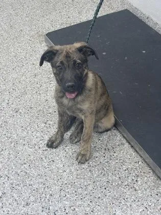 A baby small-sized male Shepherd dog named Diego for adoption in Gastonia, NC