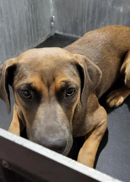 A young medium-sized female American Staffordshire Terrier dog named Matilda for adoption in San Antonio, TX