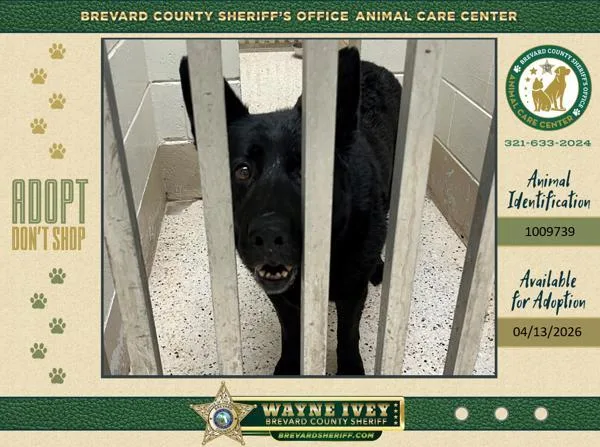 A senior medium-sized female Mixed Breed dog named Hunter for adoption in Melbourne, FL