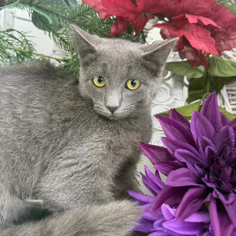 A baby small-sized female Russian Blue cat named Crossroads Deal for adoption in Eaton Rapids, MI