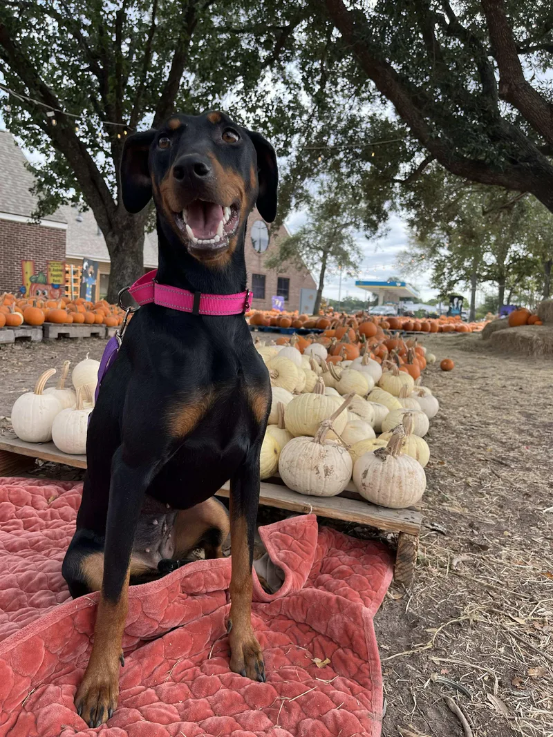 Pink Alani  Make thumbnail 4