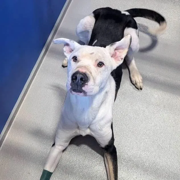 An adult medium-sized male Mixed Breed dog named Rupert KCAC . for adoption in Kerrville, TX