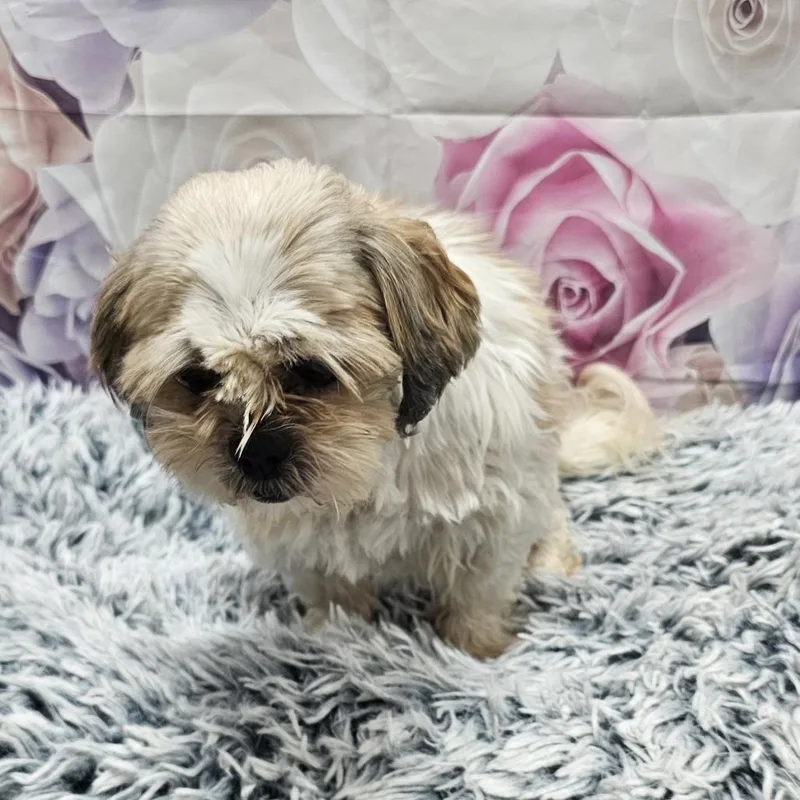 Memphis Belle thumbnail 3