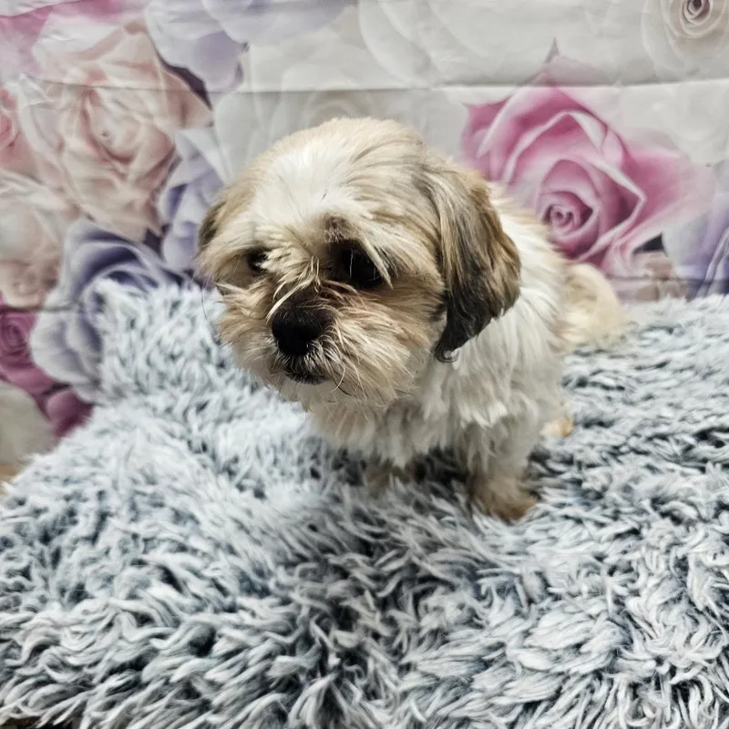 Memphis Belle thumbnail 6