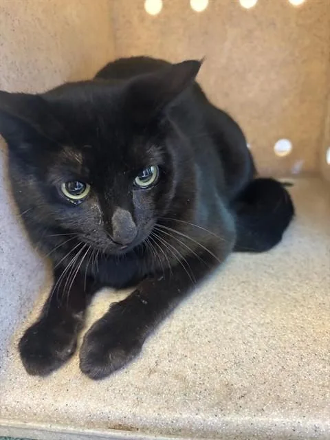 A young small-sized male Domestic Short Hair cat named Panther for adoption in Lancaster, CA