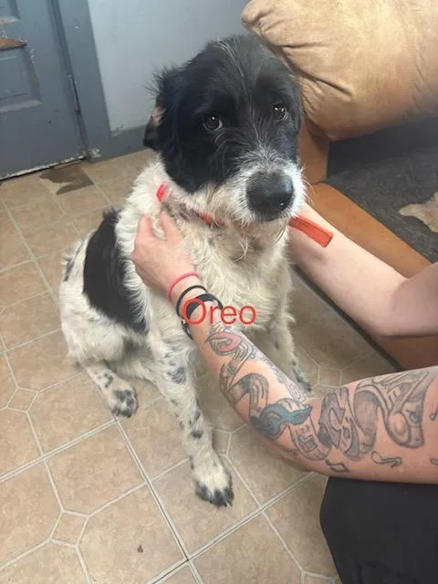 Oreo
