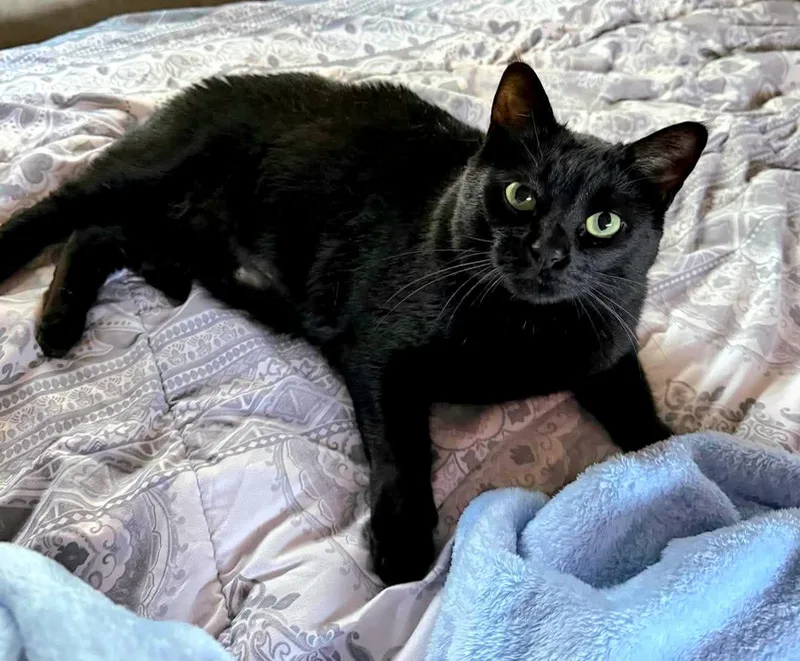 An adult medium-sized female Domestic Short Hair cat named Eva Hessa for adoption in Fort Oglethorpe, GA