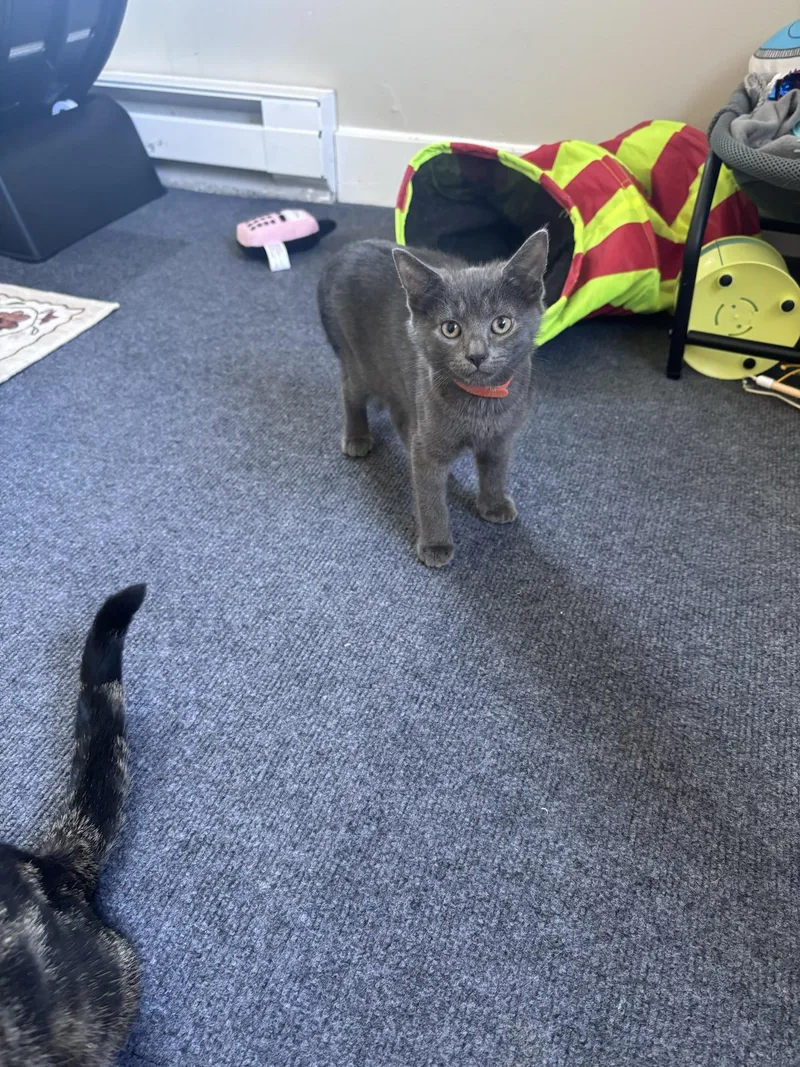 A baby medium-sized female Gray / Blue / Silver Domestic Short Hair cat named Steele for adoption in Greensburg, PA