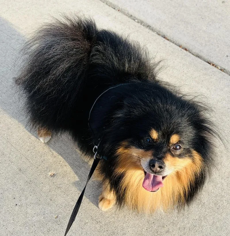 Tumbleweed thumbnail 2