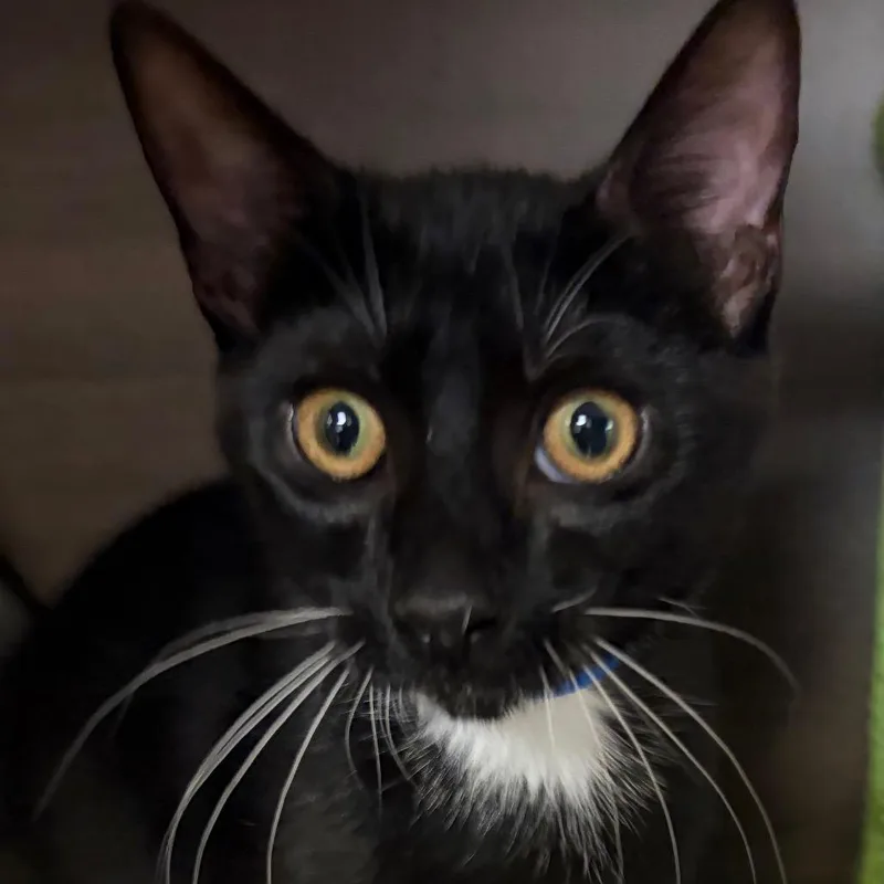 A young medium-sized male Black Domestic Short Hair cat named Stanley for adoption in Hamburg, NY