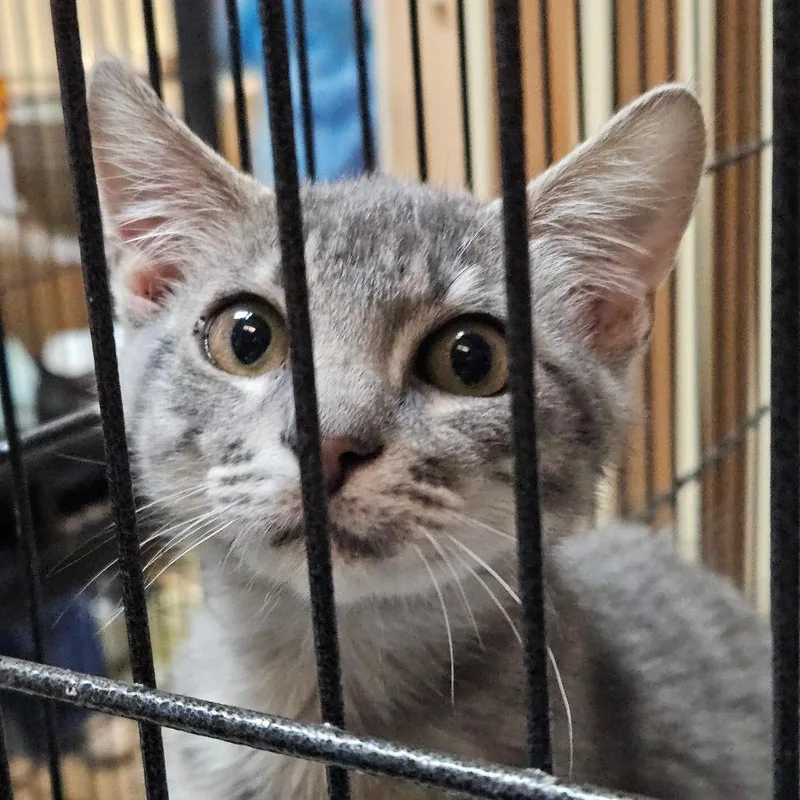 A baby small-sized male Gray / Blue / Silver Domestic Short Hair cat named Breeze for adoption in Austin, TX