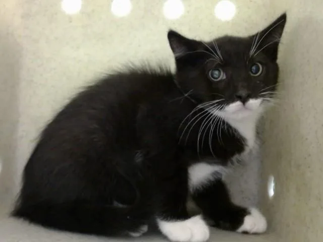 A baby small-sized male Domestic Medium Hair cat named A for adoption in Moreno Valley, CA