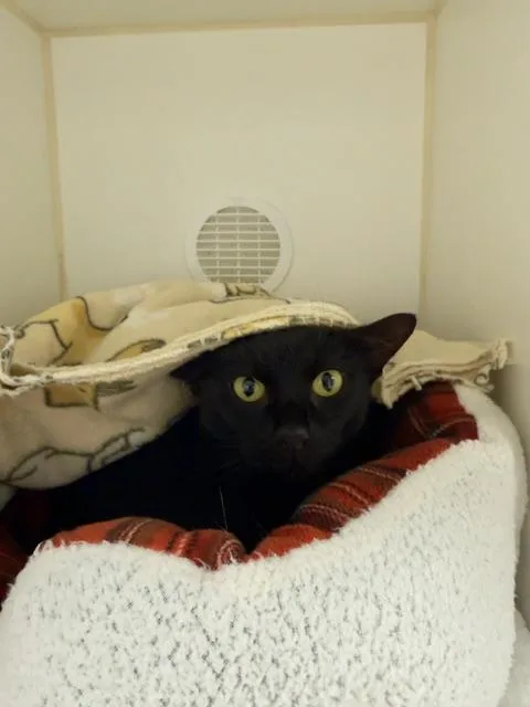 An adult medium-sized female Black Domestic Short Hair cat named Raven for adoption in Reisterstown, MD