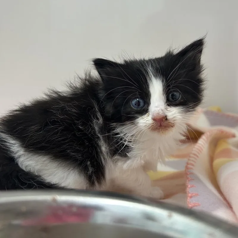 A baby small-sized female Black Domestic Medium Hair cat named Giselle for adoption in Charleston, WV