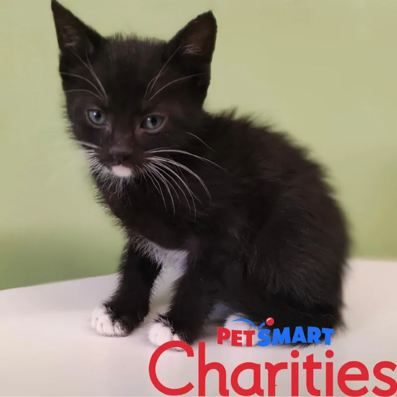 A young medium-sized female Black Domestic Short Hair cat named Astro for adoption in St. Helena, CA