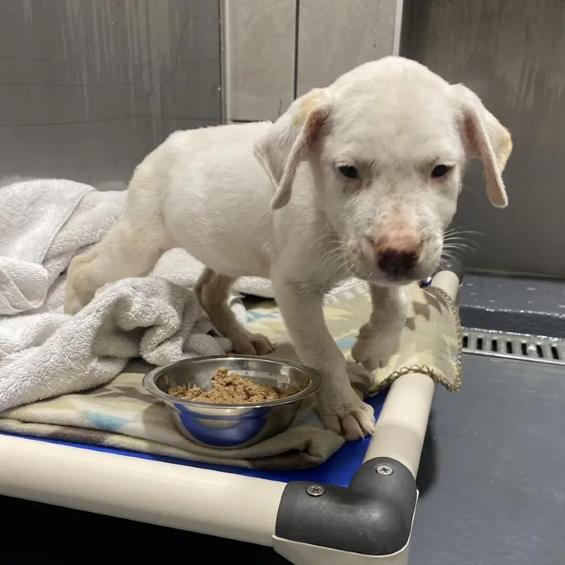 A baby small-sized male White / Cream Pit Bull Terrier dog named Queso for adoption in Austin, TX