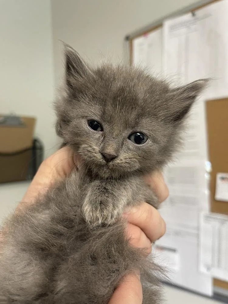 A baby small-sized female Domestic Medium Hair cat named Ethereal for adoption in Bolivar, MO
